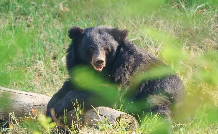 Ninh Binh Bear Sanctuary