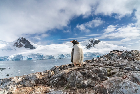 Antarctica & Latin Wonders